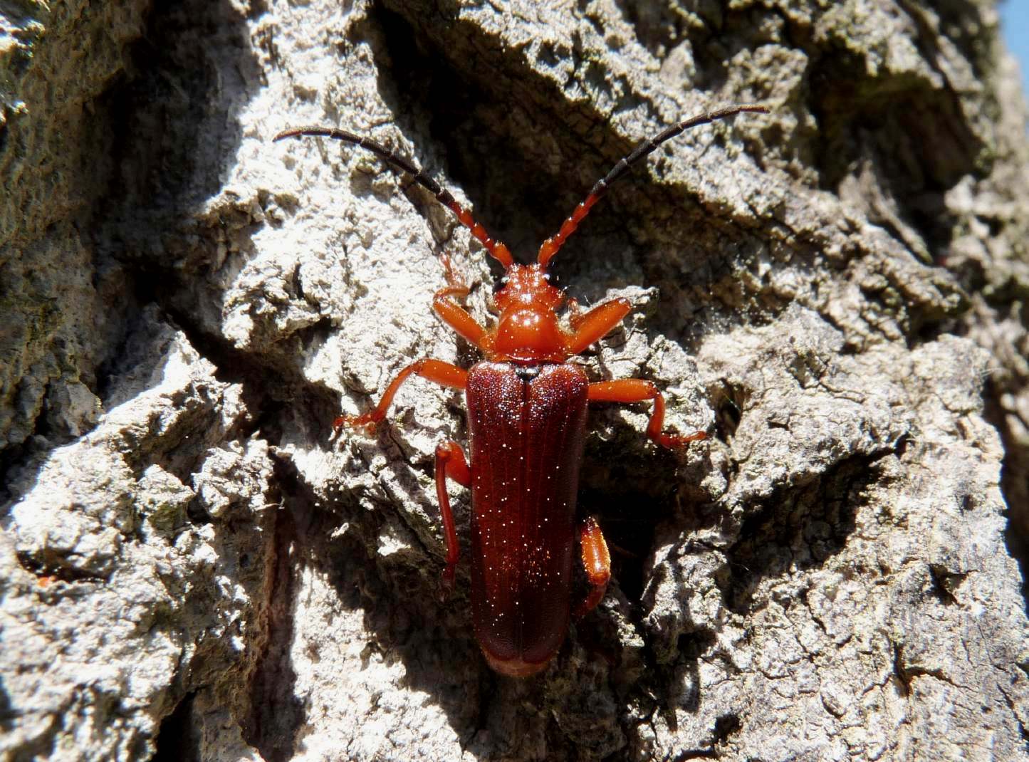 Cerambycidae su pioppo: Rhamnusium bicolor demaggii (RM)